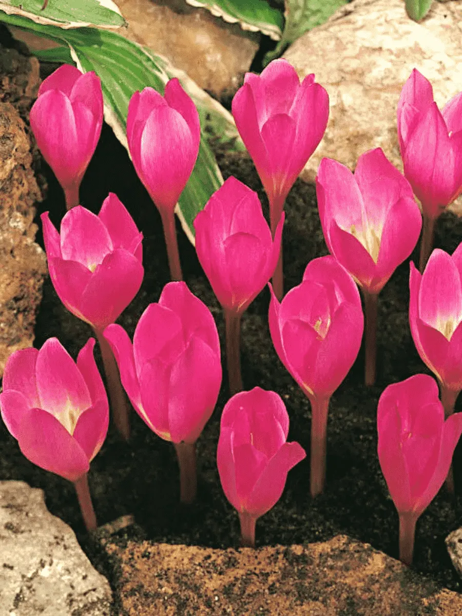 Крокус прекрасный Zonatus