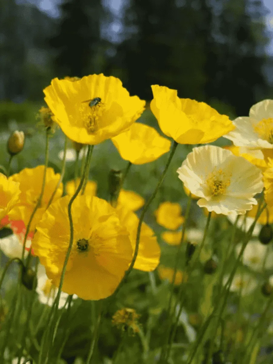 Мак Pop-up Yellow