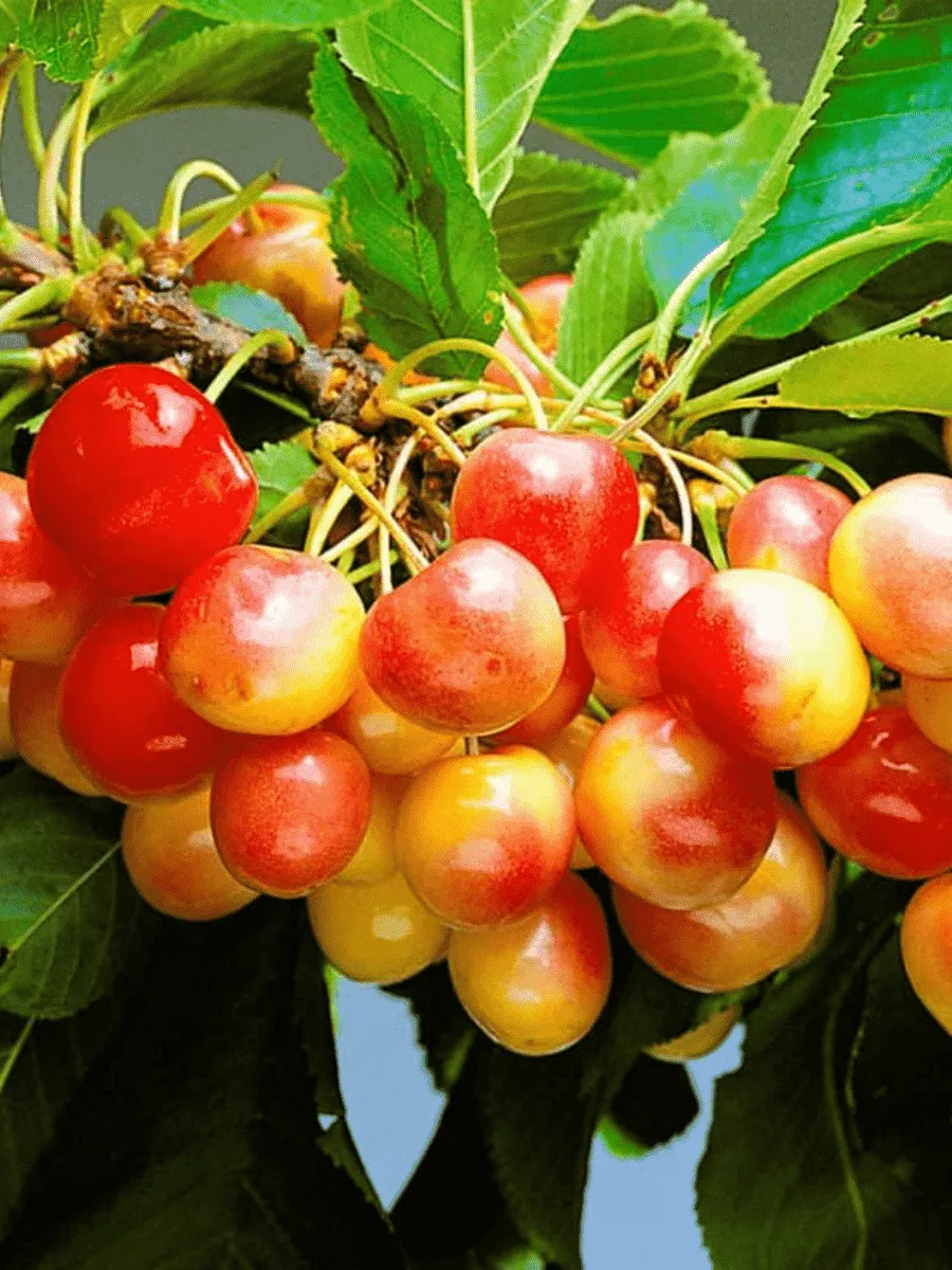 Черешня Красная горка