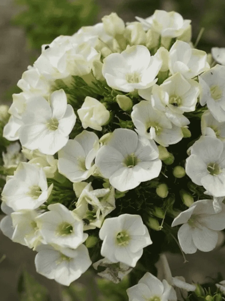 Флокс метельчатый Green Leaf