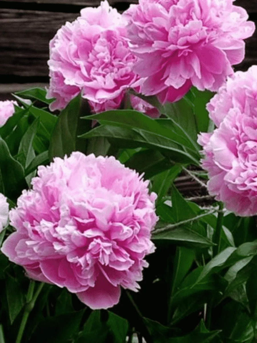 Пион Молочноцветковый Amabilis