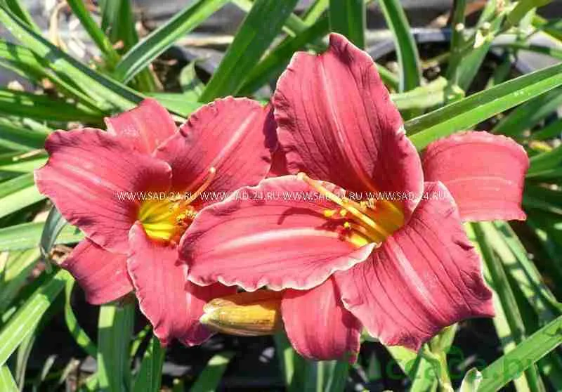 Лилейник Eenie Fanfare