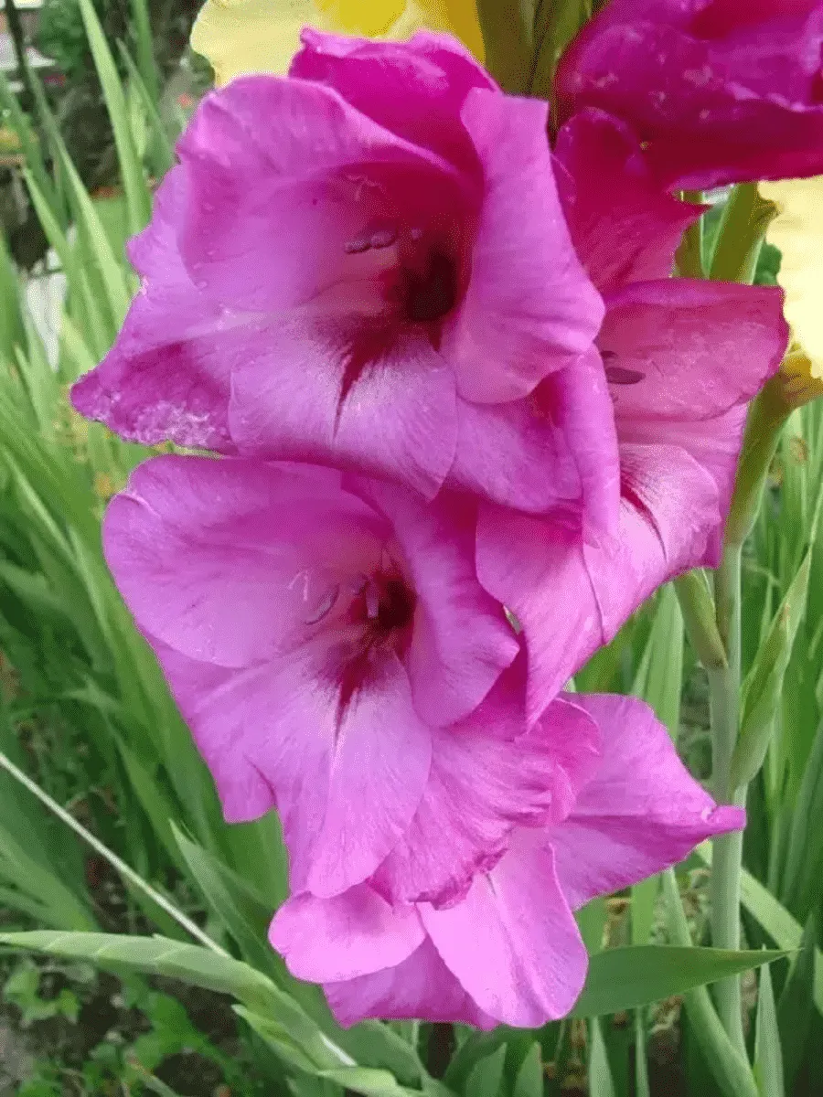 Гладиолус Fidelio