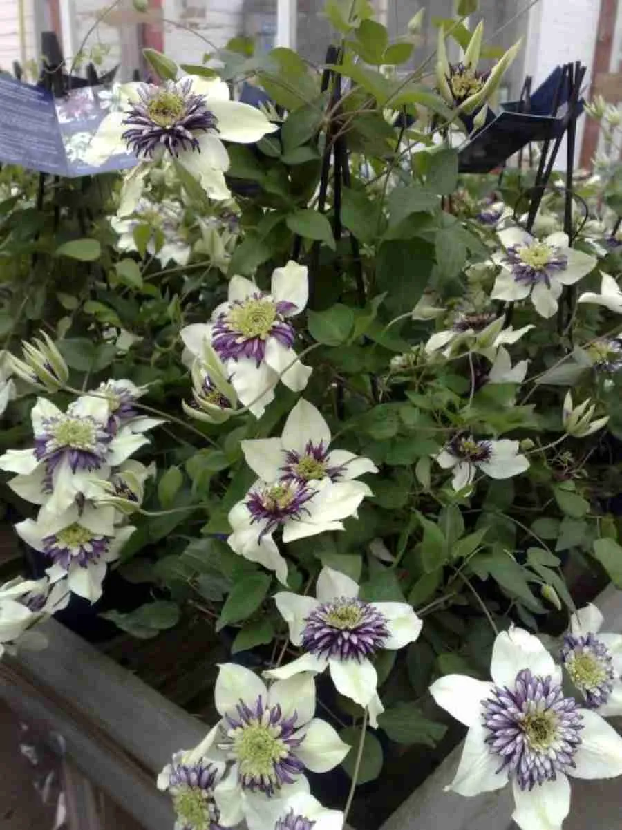 Клематис Viennetta Клематис Viennetta