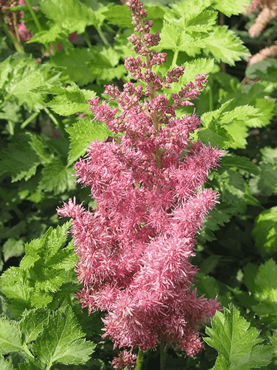 Астильба китайская Stand and Deliver