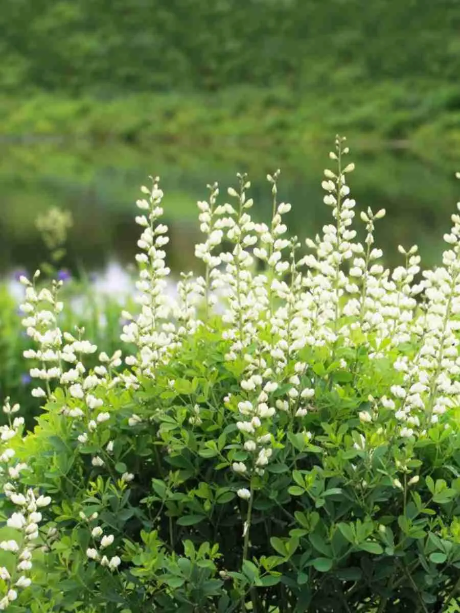 Баптизия австралийская Alba