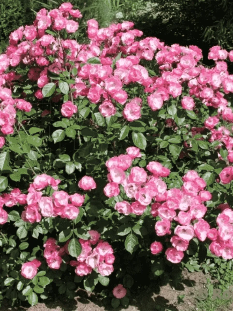 Роза Флорибунда Angela