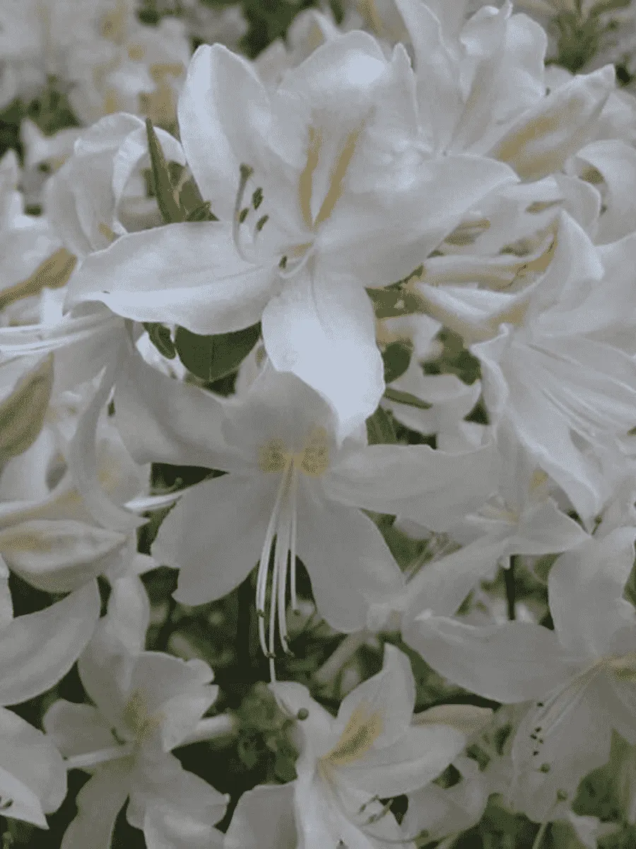 Азалия крупноцветковая White Lights Азалия крупноцветковая White Lights