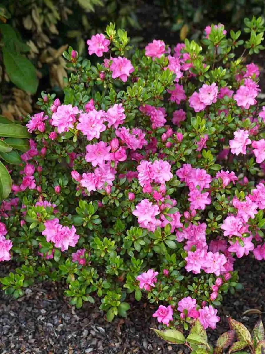 Азалия японская Rosinetta Азалия японская Rosinetta