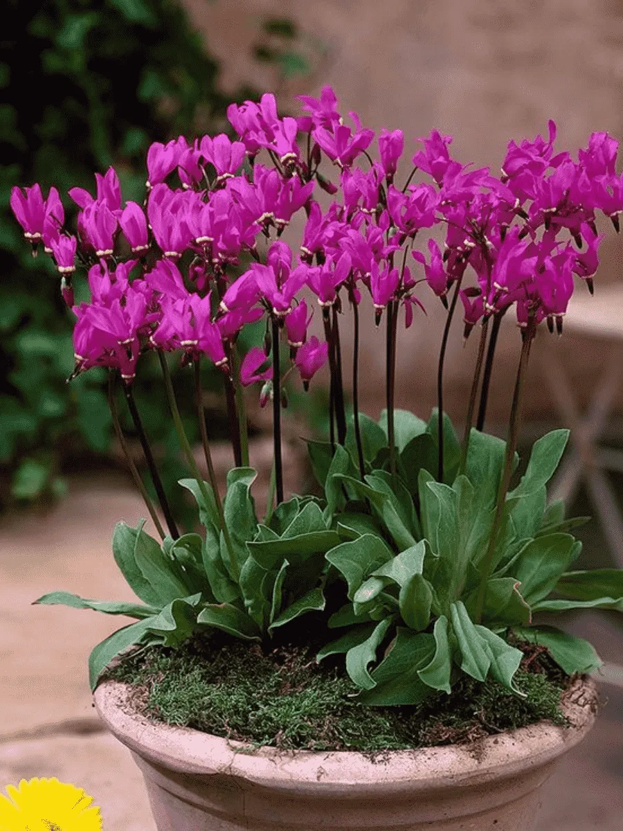 Додекатеон Додекатеон