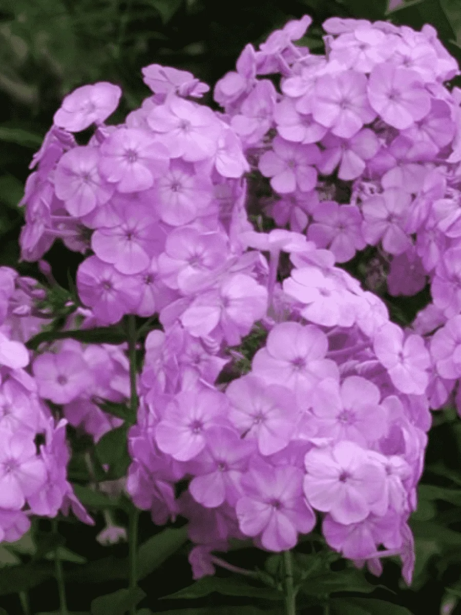 Флокс метельчатый David's Lavender