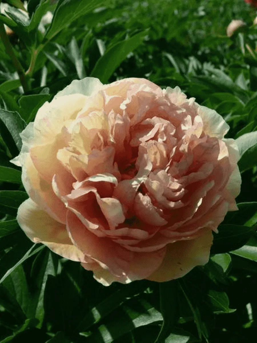 Пион ИТО Canary Brilliants