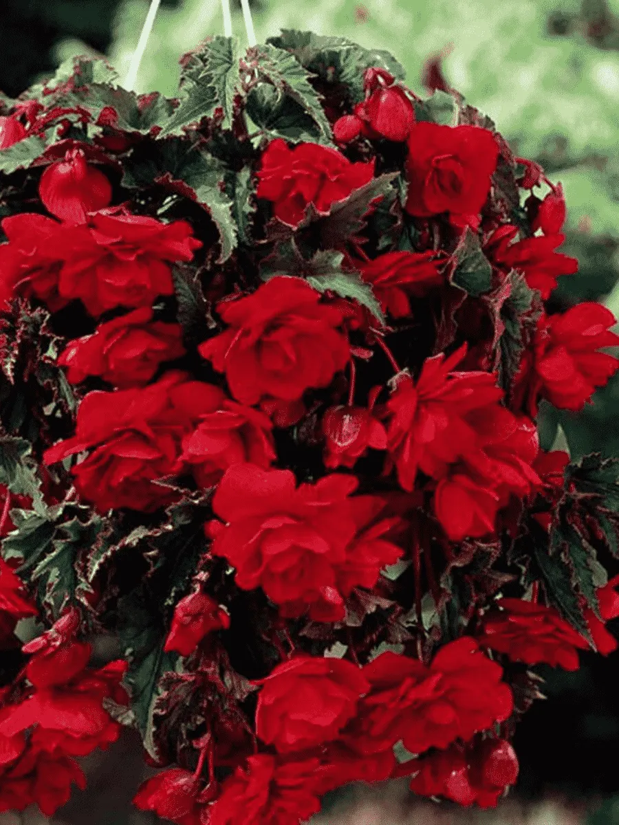 Бегония Pendula Scarlet Бегония Pendula Scarlet