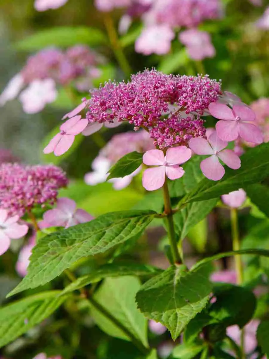Гортензия пильчатая Rosalba Гортензия пильчатая Rosalba