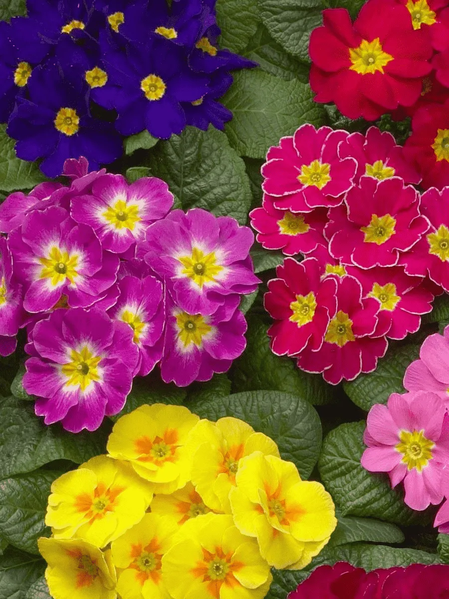 Примула Примула