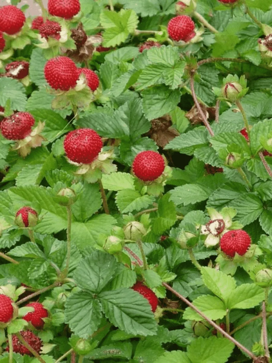 Дюшенея Дюшенея