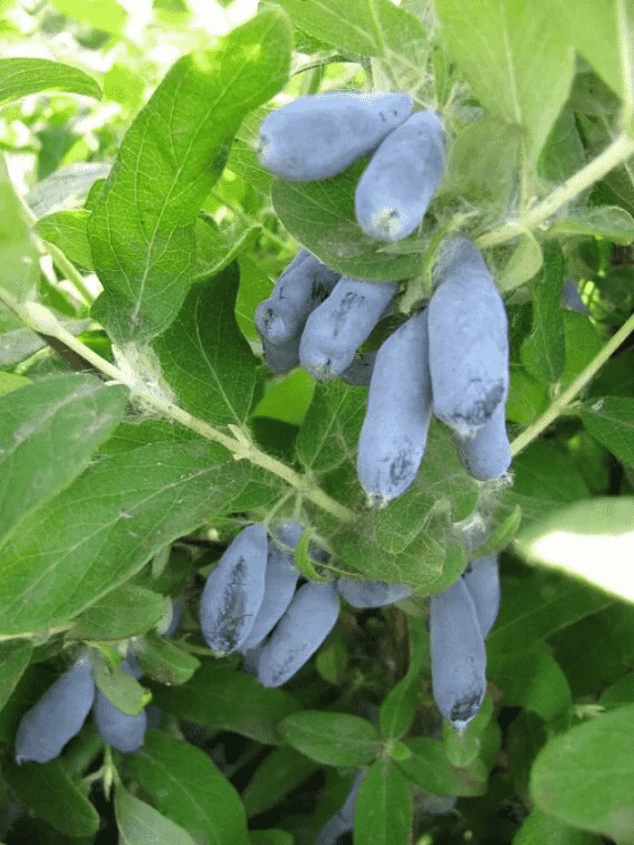 Жимолость плодовая Славянка Жимолость плодовая Славянка