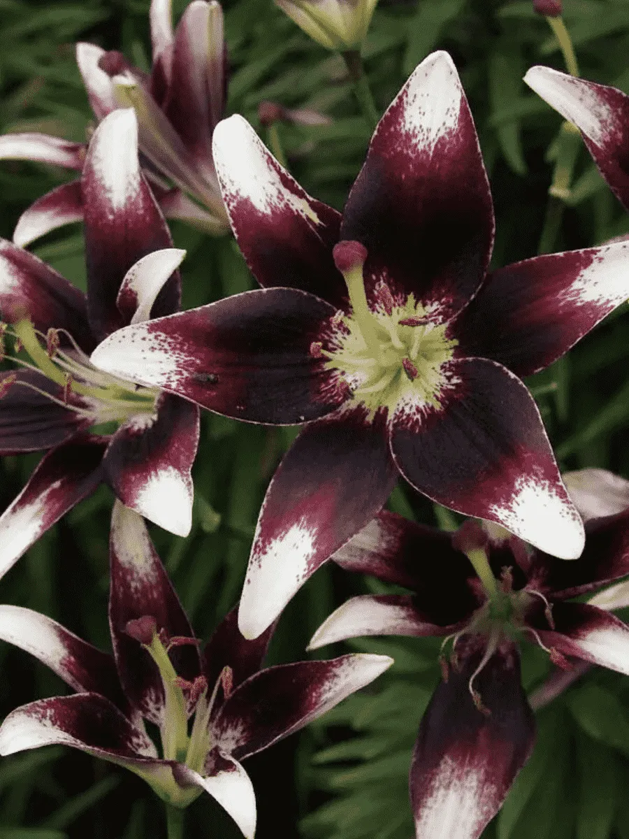 Лилия Netty's Pride