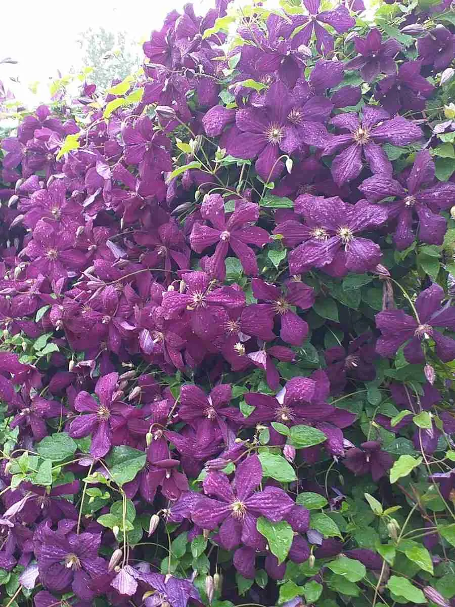 Клематис гибридный Negritianka Клематис гибридный Negritianka