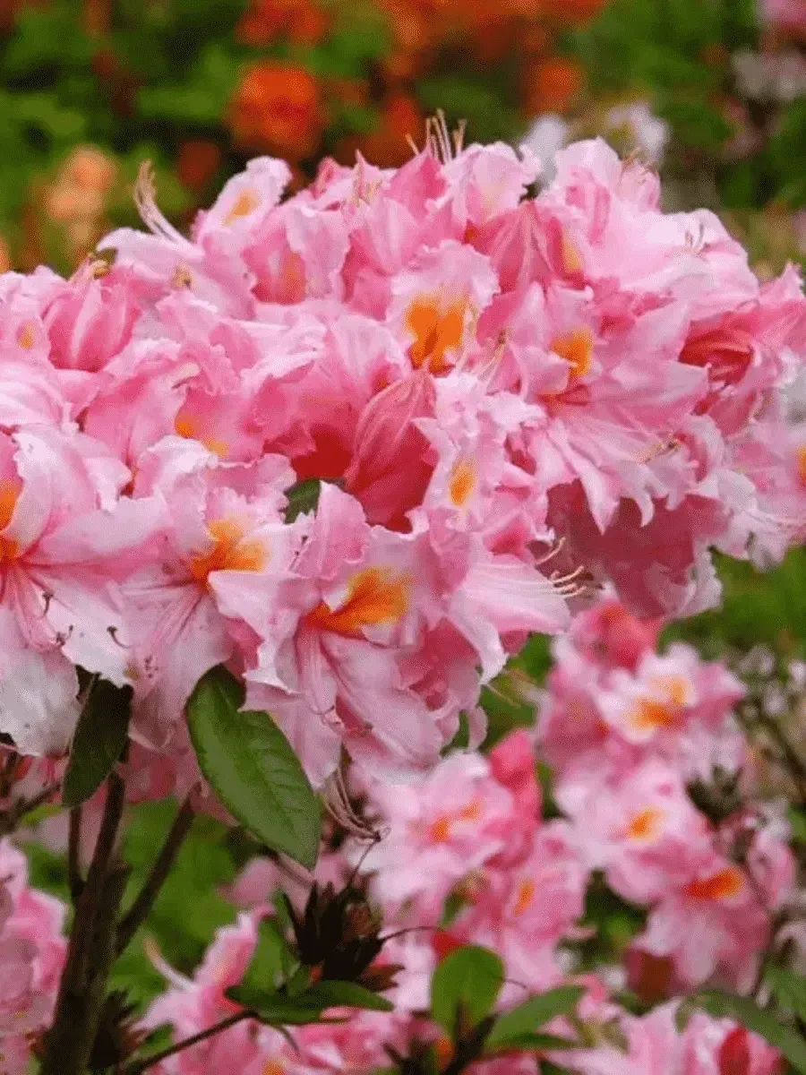 Азалия крупноцветковая Rosenkopfchen Азалия крупноцветковая Rosenkopfchen