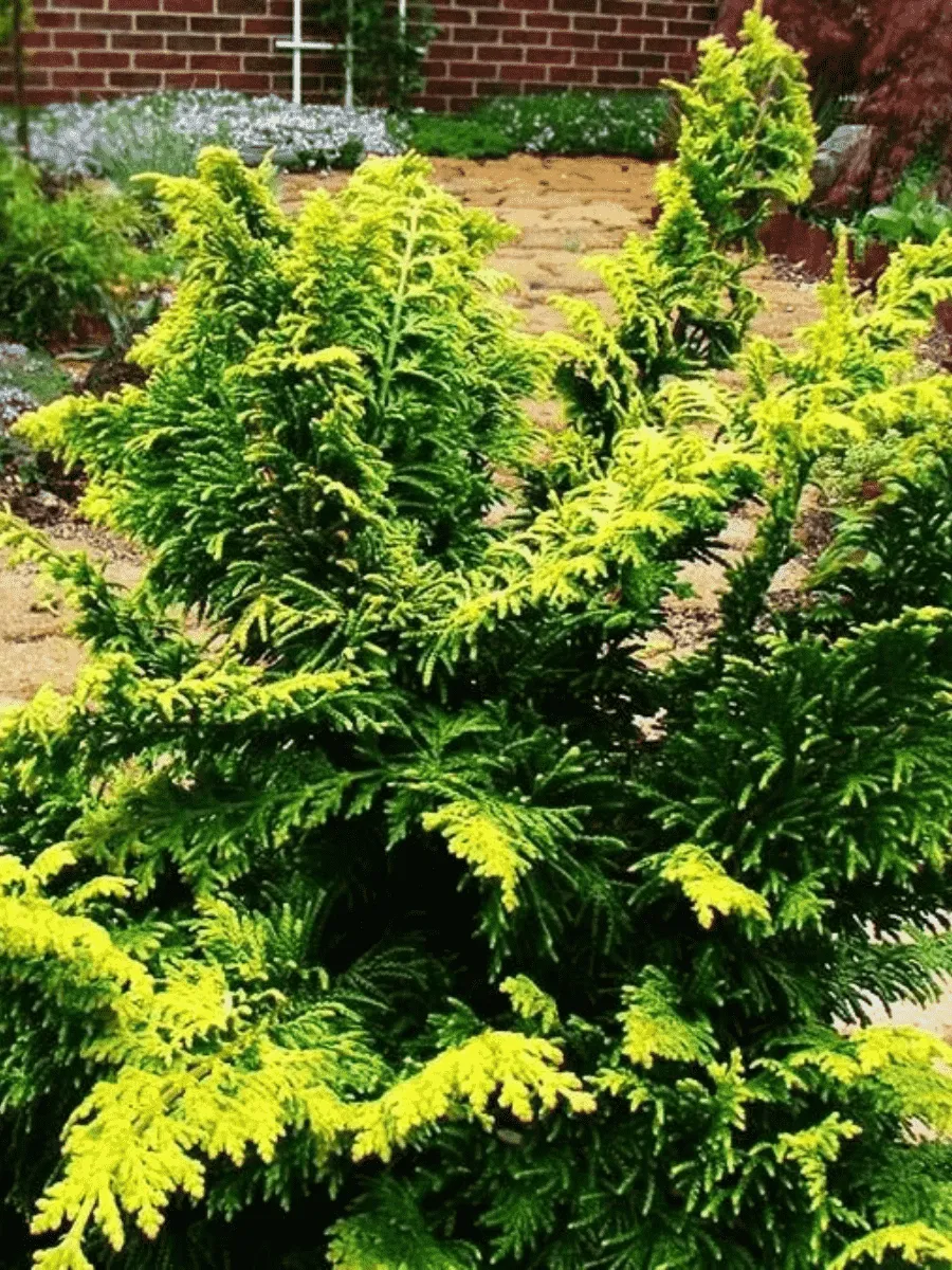 Кипарисовик тупой Fernspray Gold Кипарисовик тупой Fernspray Gold
