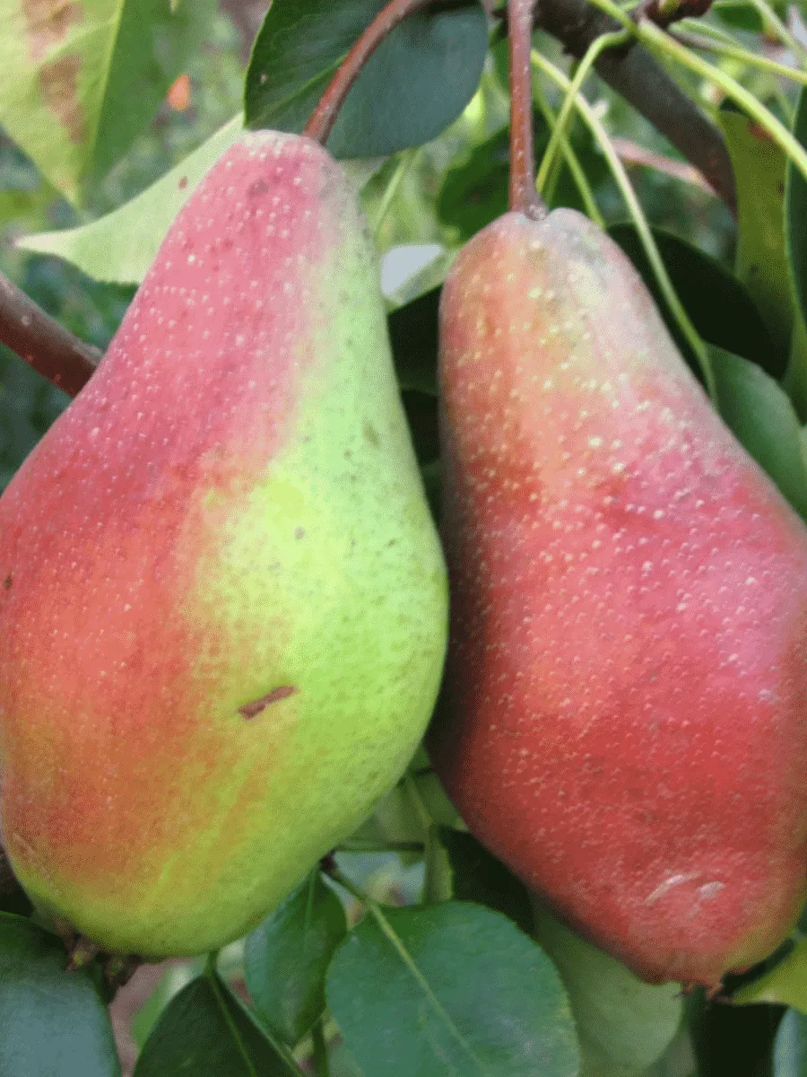 Груша Яковлевская Груша Яковлевская