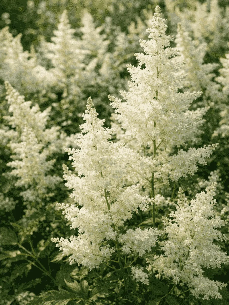 Астильба Арендса Astary White