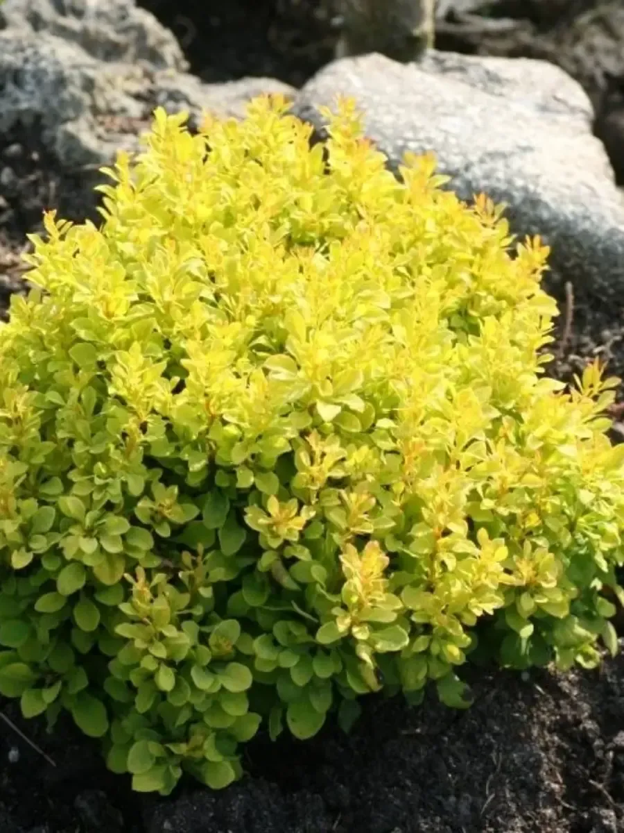 Барбарис Тунберга Tiny Gold