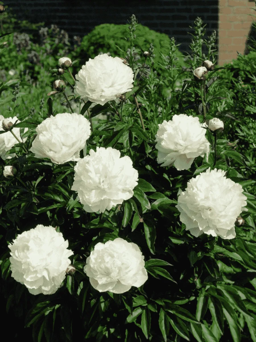 Пион лекарственный  Alba Plena