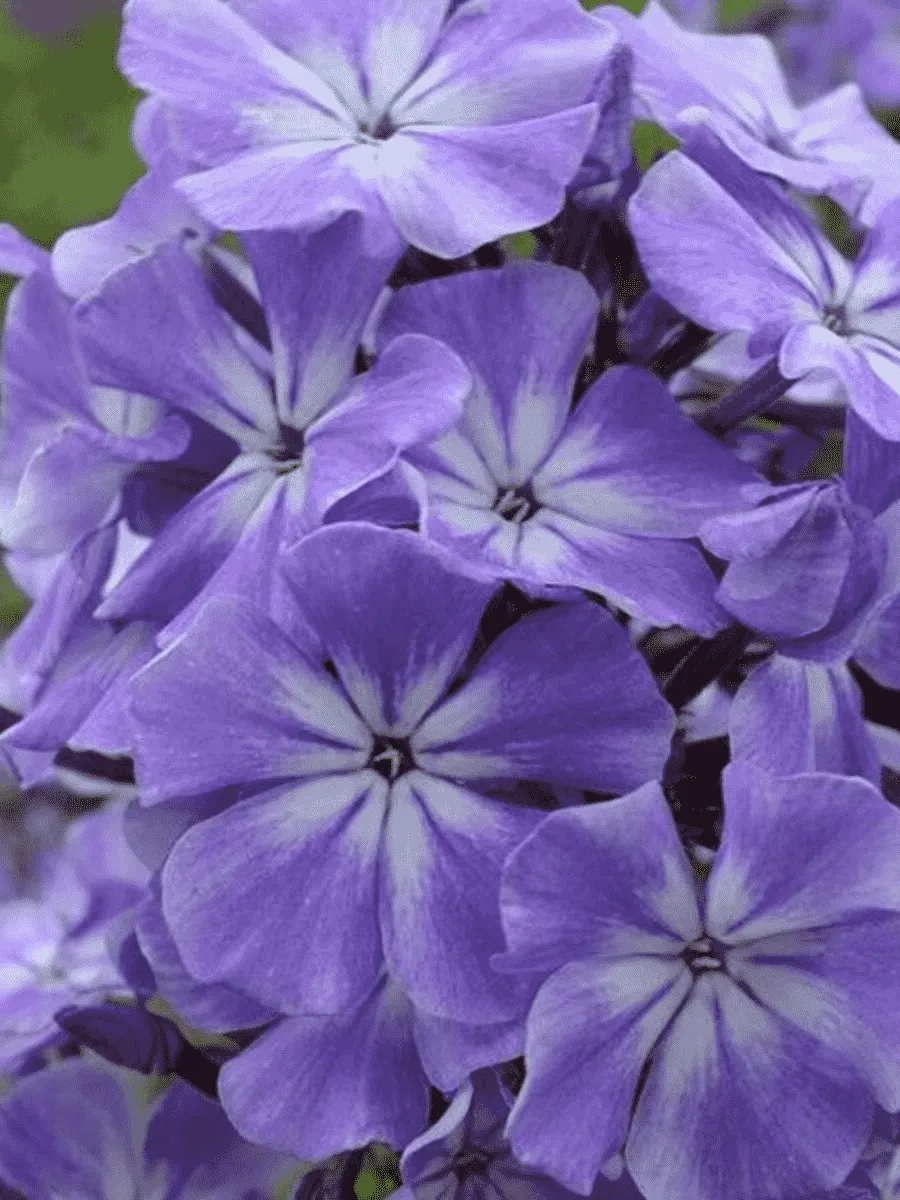 Флокс Голубые Кристаллы Флокс Голубые Кристаллы