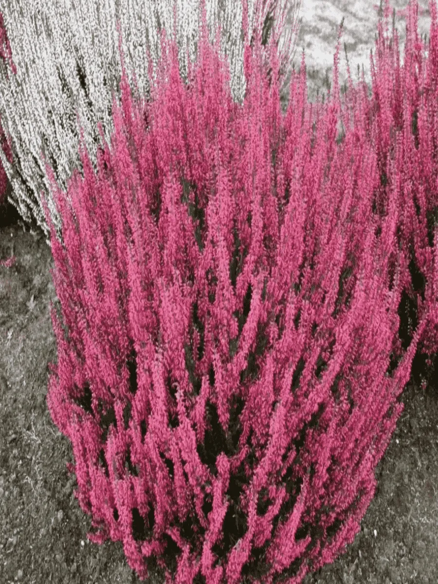 Вереск обыкновенный Aphrodite