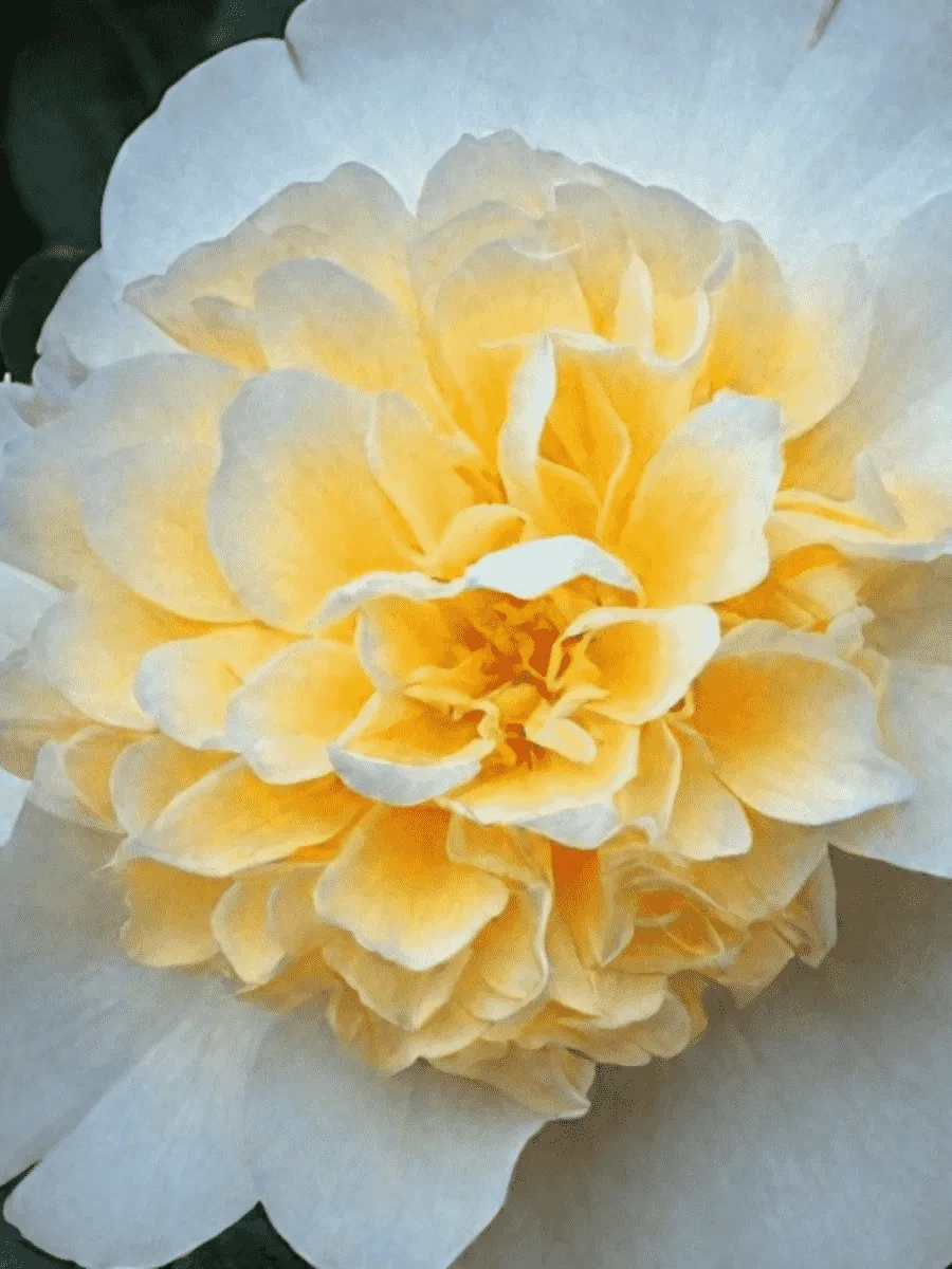 Камелия японская Brushfield yellow