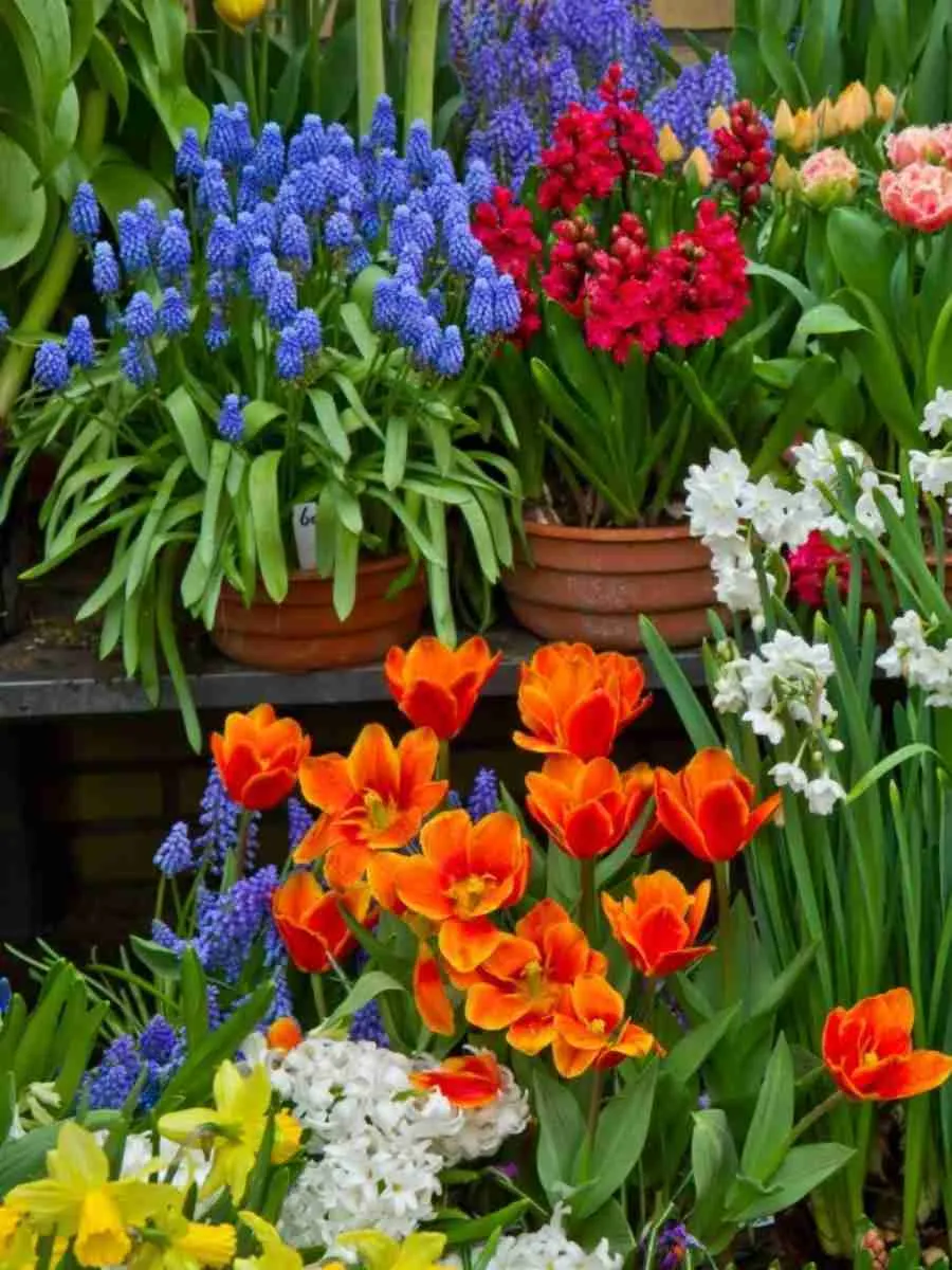 Луковичные Весна