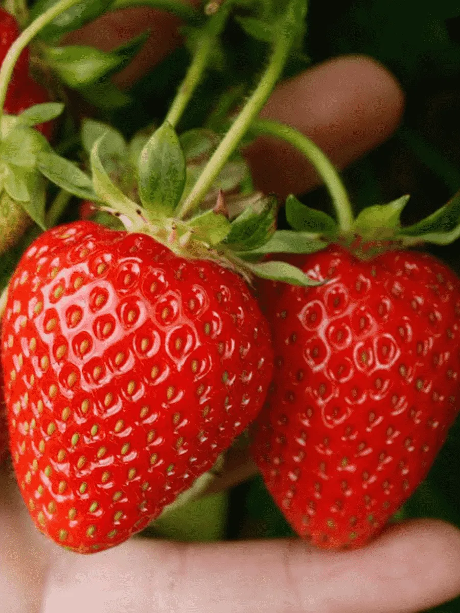 Земляника Портола Земляника Портола