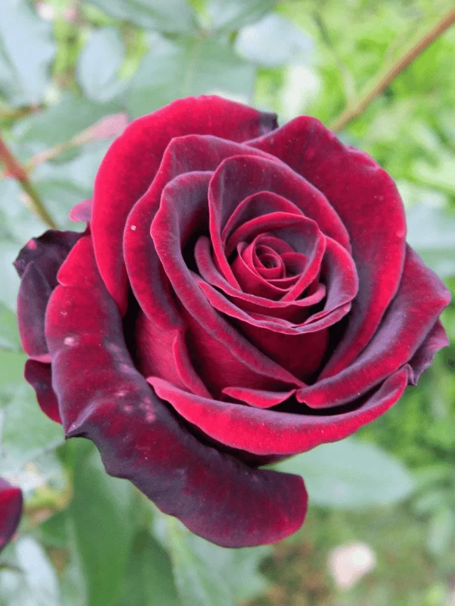 Роза чайно-гибридная Black Prince