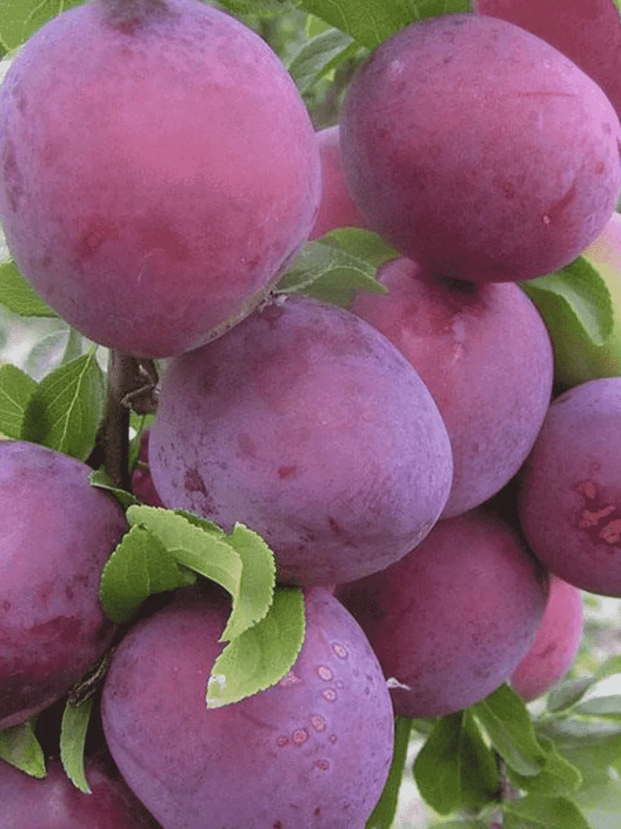 Алыча гибридная Шатер Алыча гибридная Шатер