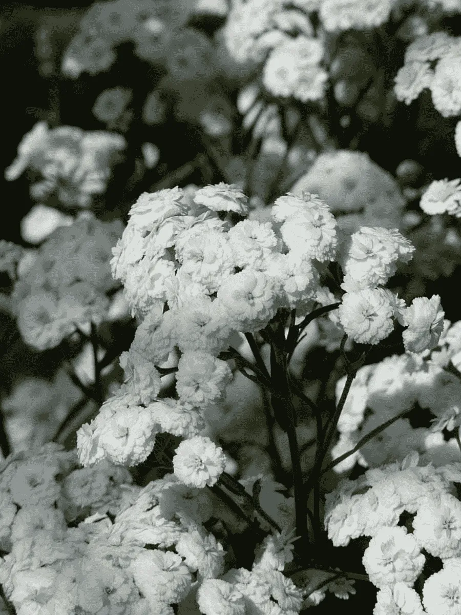 Тысячелистник обыкновенный Parry`s White Тысячелистник обыкновенный Parry`s White