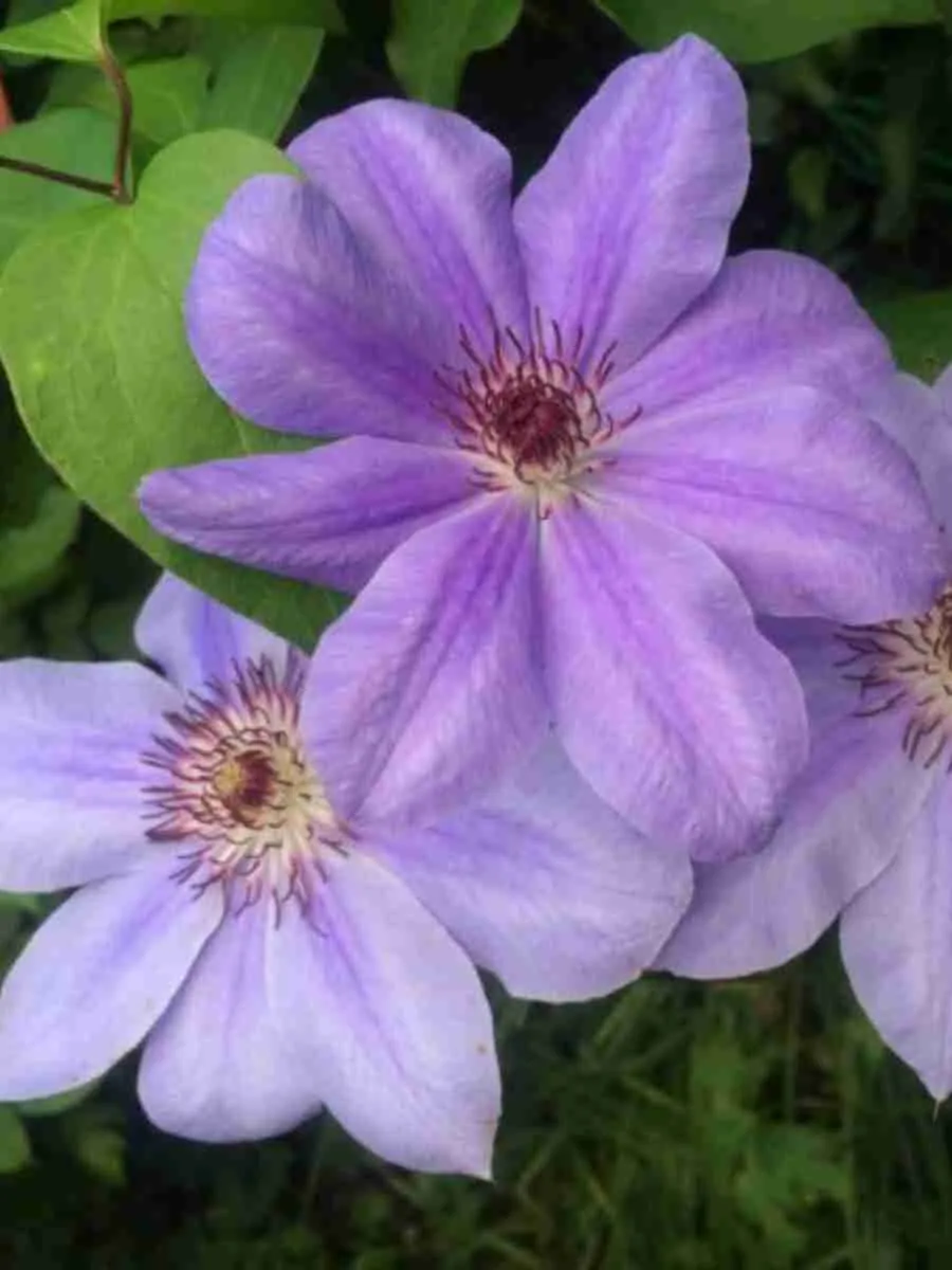 Клематис гибридный Baltyk Клематис гибридный Baltyk