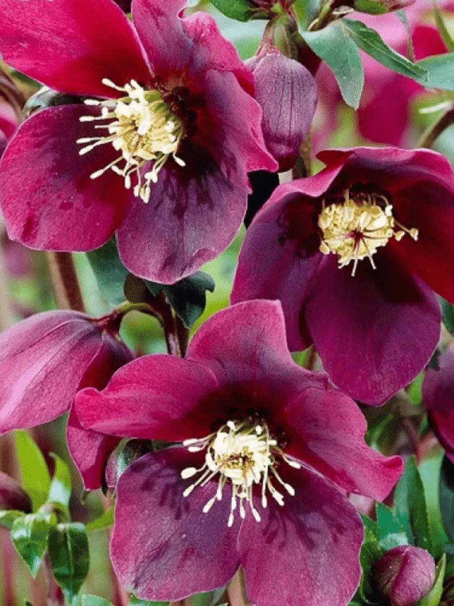 Морозник восточный Single Red