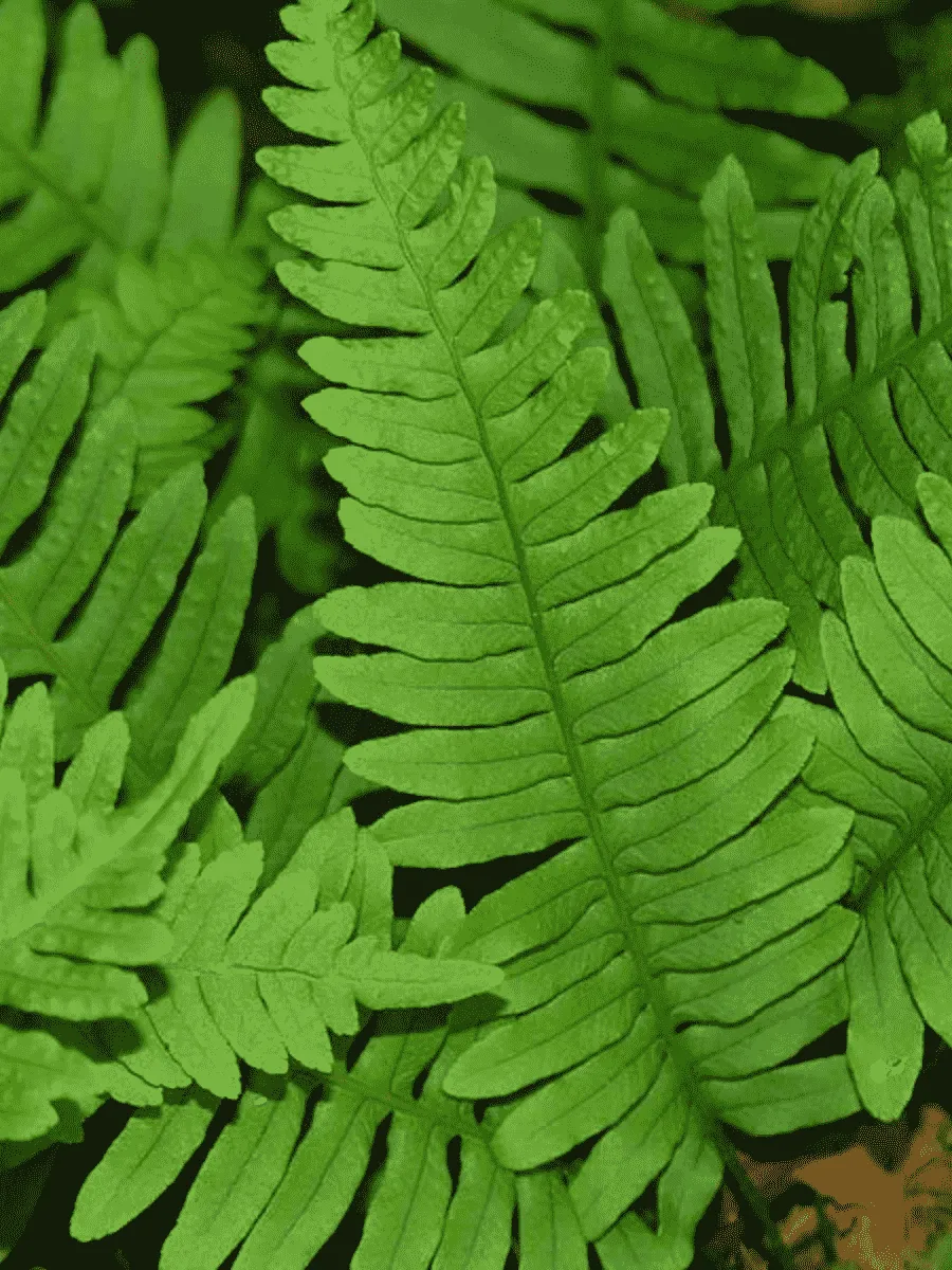 Многоножка обыкновенная