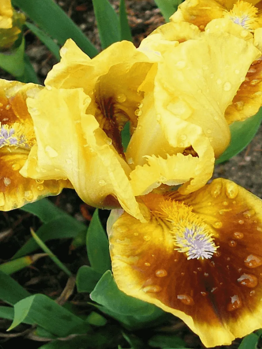 Ирис карликовый Meadow Court