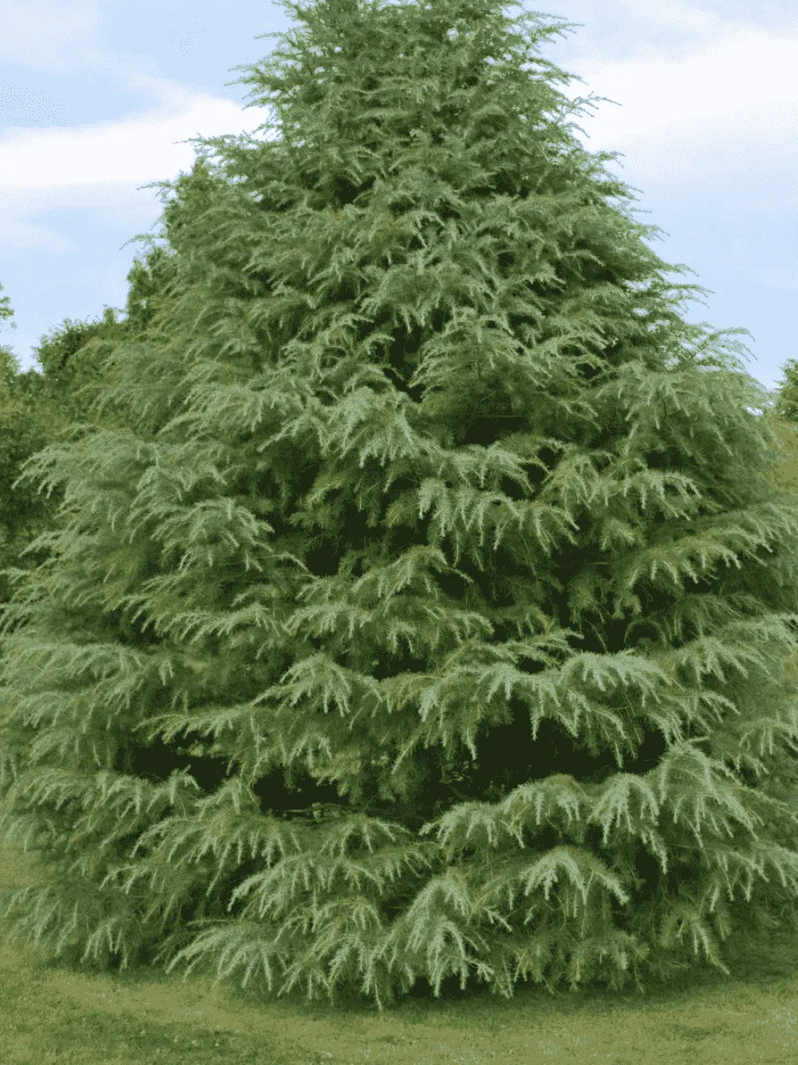 Кедр гималайский Кедр гималайский