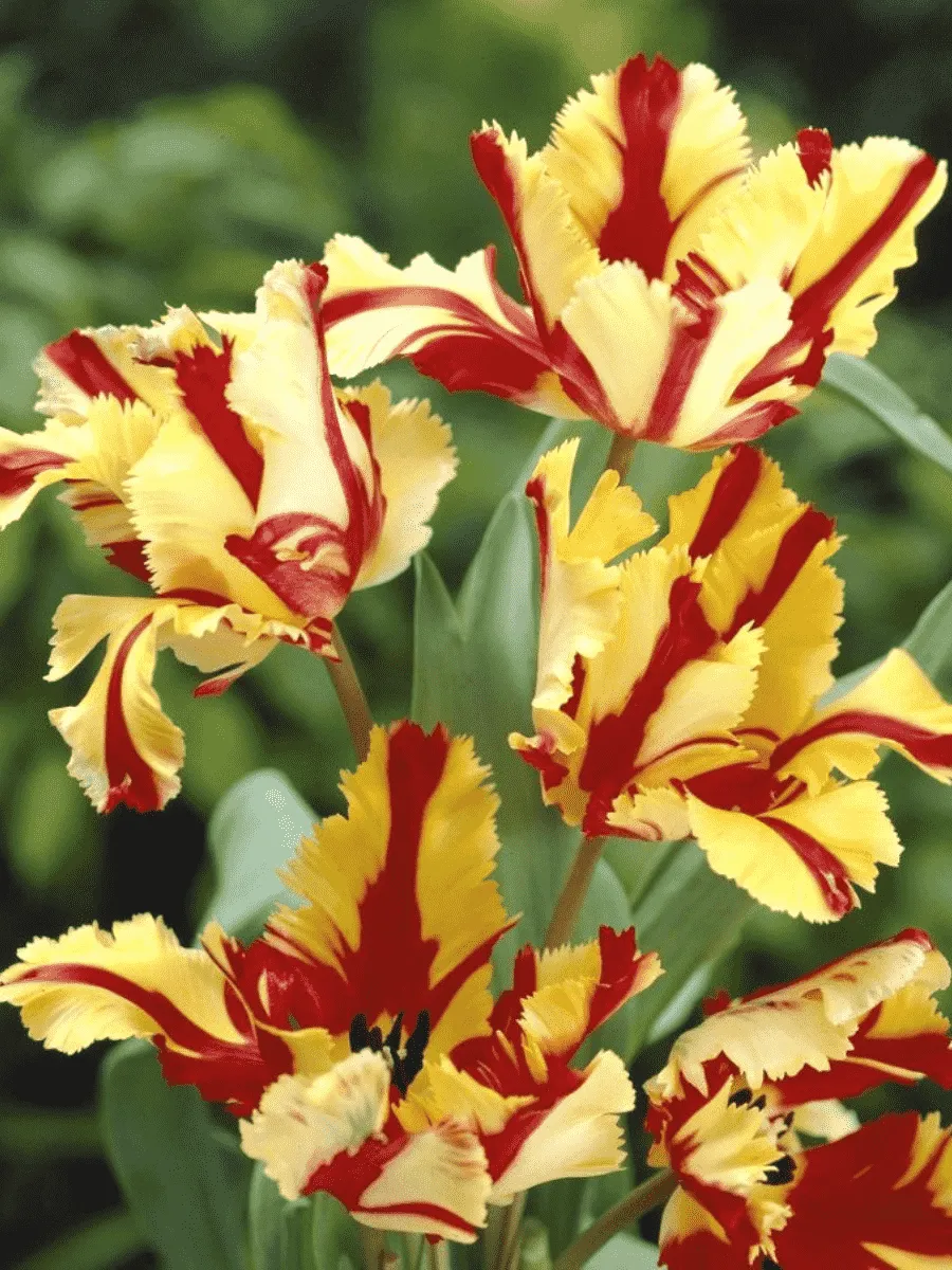 Тюльпан попугайный Flaming Parrot Gold