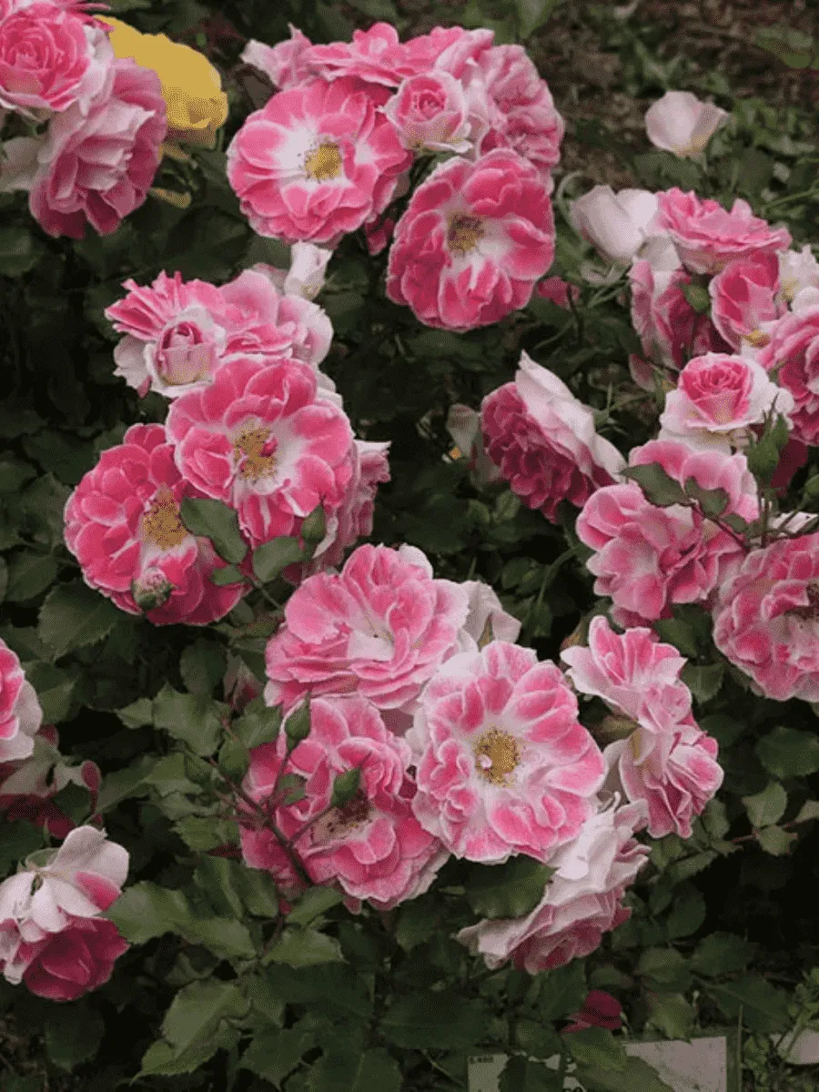 Роза Флорибунда  Regensberg