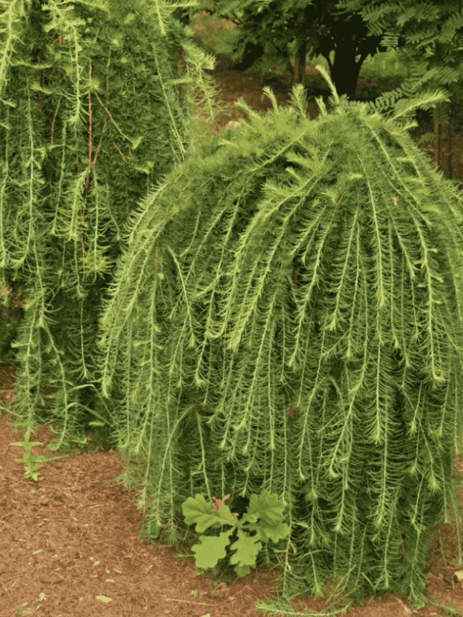 Лиственница японская Stiff Weaper на штамбе Лиственница японская Stiff Weaper на штамбе