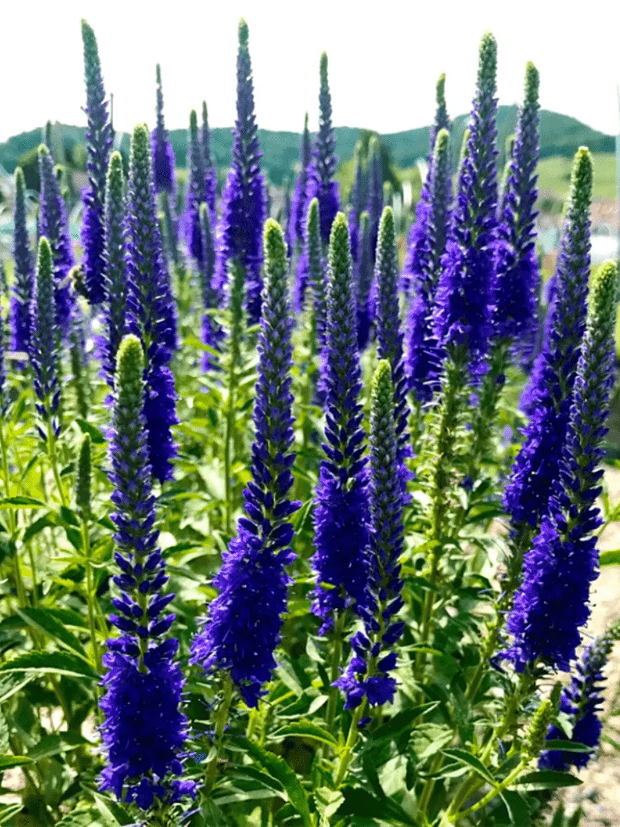 Вероника колосистая Anniversary Blue