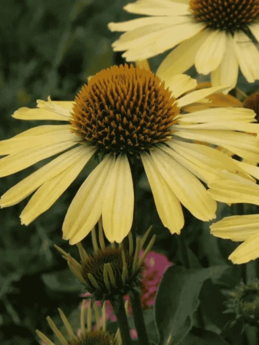 Эхинацея пурпурная Cleopatra