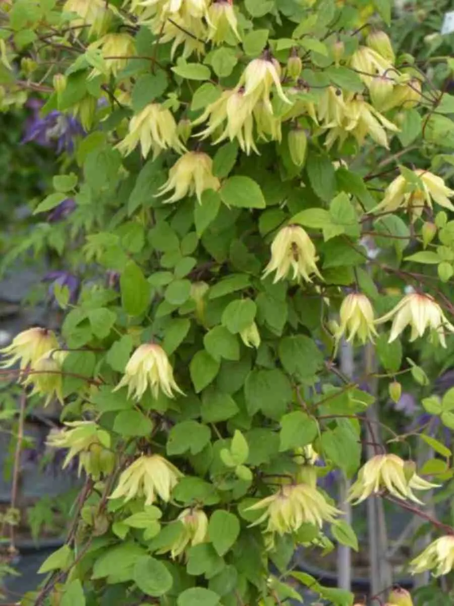 Клематис гибридный Golden Surprise