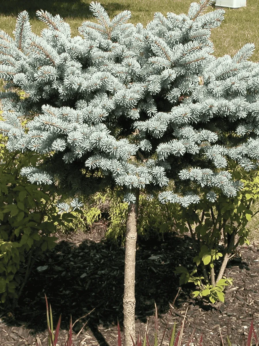 Ель колючая Montgomery  штамб 80-90 см Ель колючая Montgomery  штамб 80-90 см