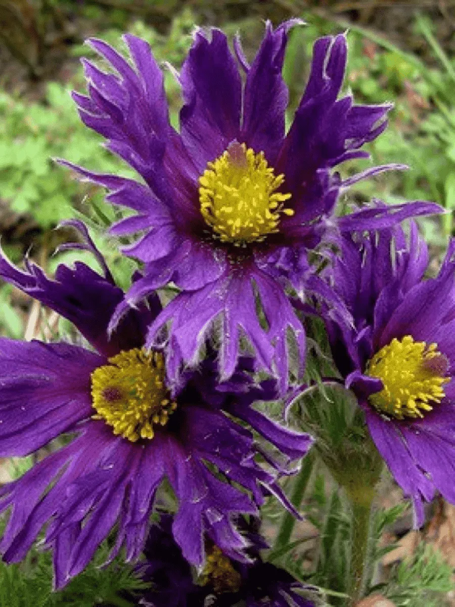 Прострел обыкновенный Prima Papageno Прострел обыкновенный Prima Papageno